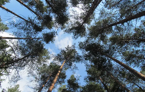 Picture forest, the sky, nature
