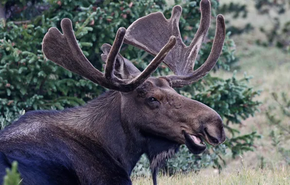 Picture nature, horns, moose