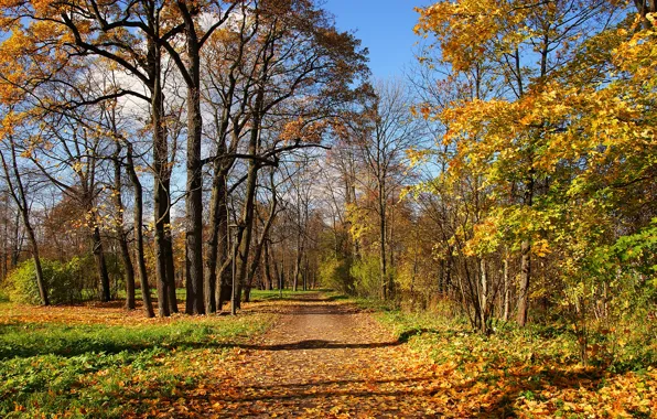 Road, autumn, forest, leaves, trees, yellow, foliage, track