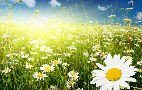 Picture greens, field, the sky, grass, clouds, flowers, chamomile, spikelets