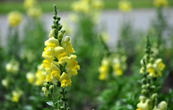 Picture leaves, nature, petals, stem, meadow, inflorescence