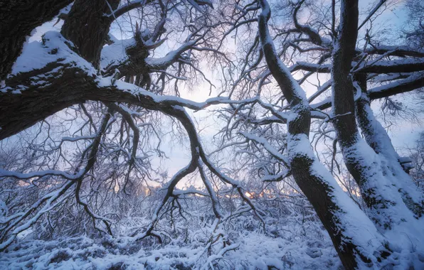 Picture winter, snow, trees, branches, nature