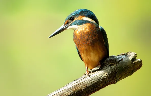 Bird, branch, kingfisher, alcedo atthis, common Kingfisher