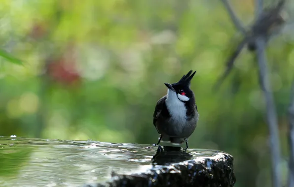 Water, bird, stone, black, crest