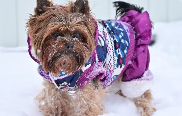 Snow, dog, York, noguy year, 2025, The Yoshkiri Terrier