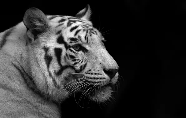 Picture white, tiger, black background, black and white Wallpaper