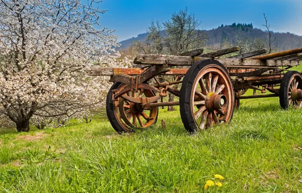 Picture grass, spring, cart