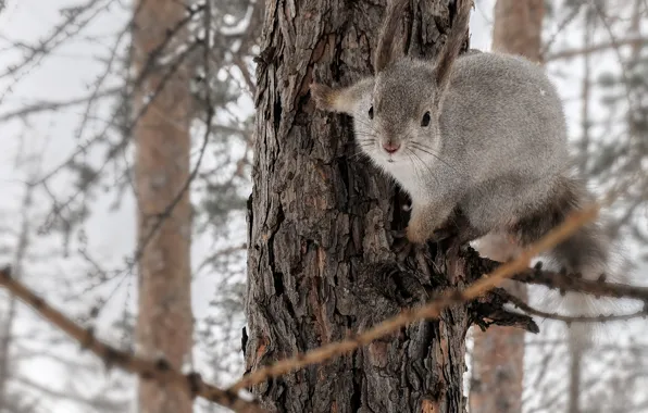 Winter, forest, branches, tree, protein, grey