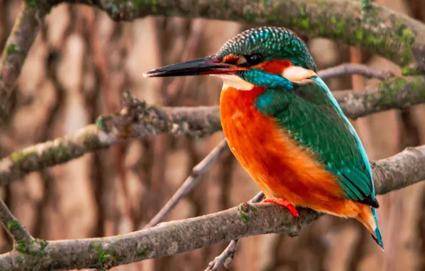Picture bird, beak, Kingfisher