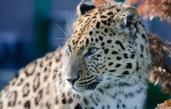 Portrait, predator, leopard, wild cat, The Amur leopard
