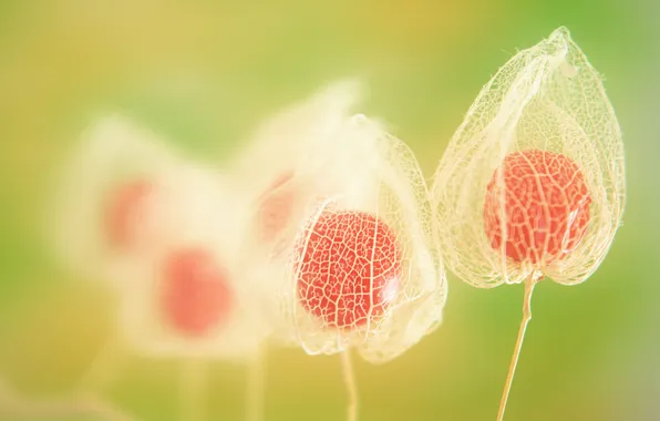 White, flower, red, green, Bud