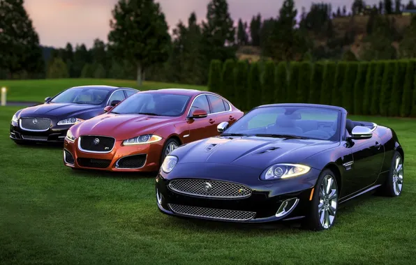 Grass, trees, background, Jaguar, Jaguar, the front, Ixef, Ixga