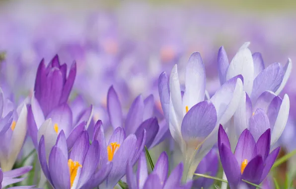 Macro, flowers, spring, crocuses, pervisity