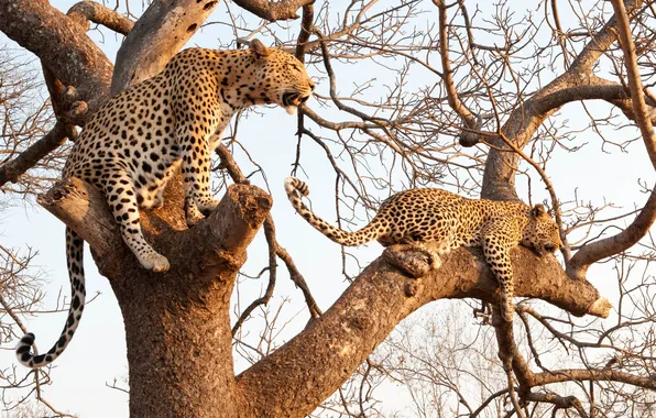 Cats, tree, branch, leopards