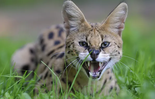 Grass, predator, Serval
