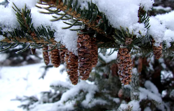 Winter, snow, tree, bumps