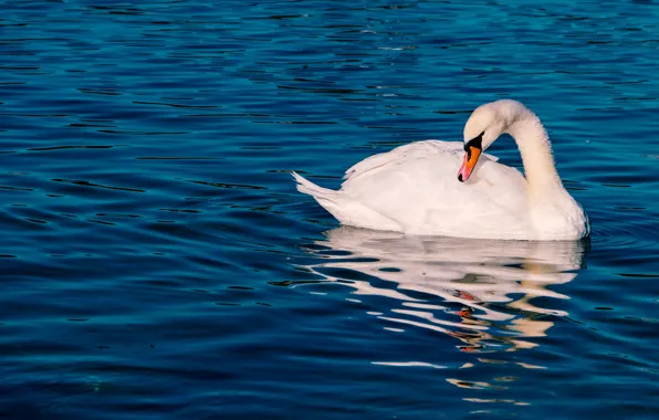 White, water, light, line, pose, reflection, bird, ruffle