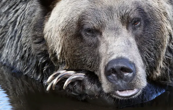 Picture look, face, water, nose, bear, claws, beast, manicure, Grizzly