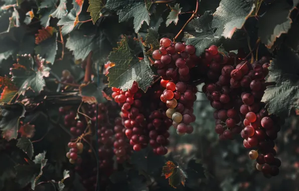 Leaves, light, red, nature, the dark background, grapes, vineyard, bunches of grapes