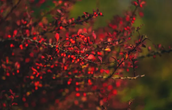 Red, Nature, Autumn, Plant, Garden, Ripe, Red, Nature