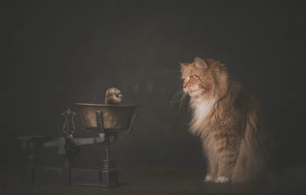 Cat, cat, animal