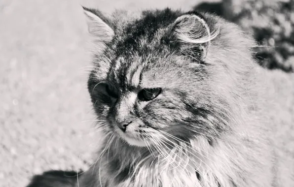 Black and white, spring, fluffy, Cat, SEMA