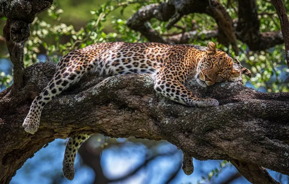 Picture light, trees, branches, pose, stay, foliage, sleep, paws