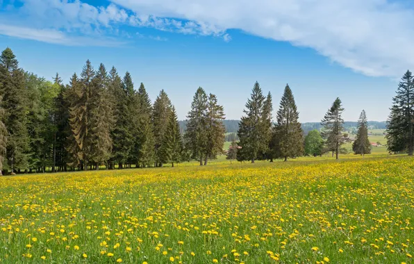 Picture field, forest, summer, the sky, grass, clouds, flowers, yellow