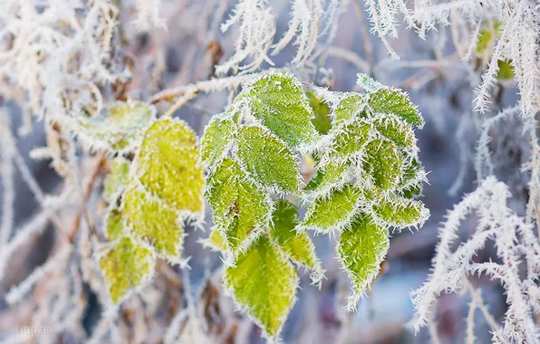 Leaves, snow, branch, frost, frost