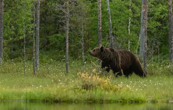 Picture greens, forest, summer, trees, nature, shore, bear, walk