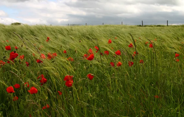 Field, summer, the sky, clouds, landscape, flowers, nature, the fence