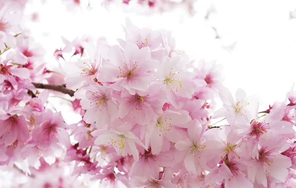 Pink, tenderness, spring, Sakura