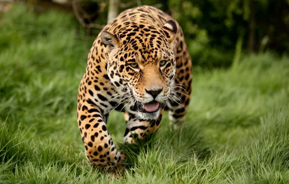 Cat, nature, Jaguar