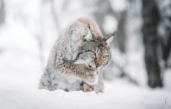 Picture winter, language, look, face, snow, trees, nature, pose