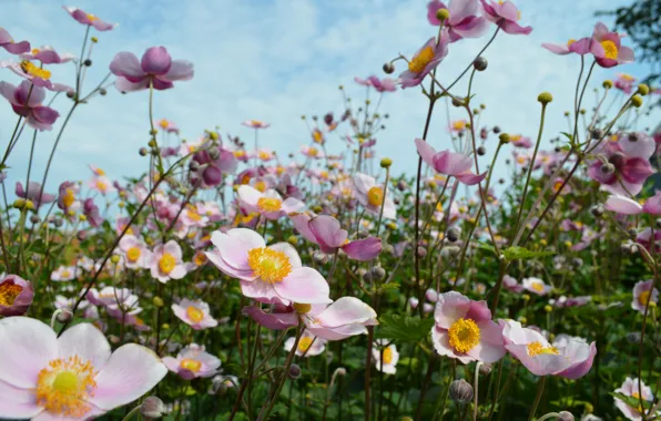 Picture field, the sky, flowers, anemones