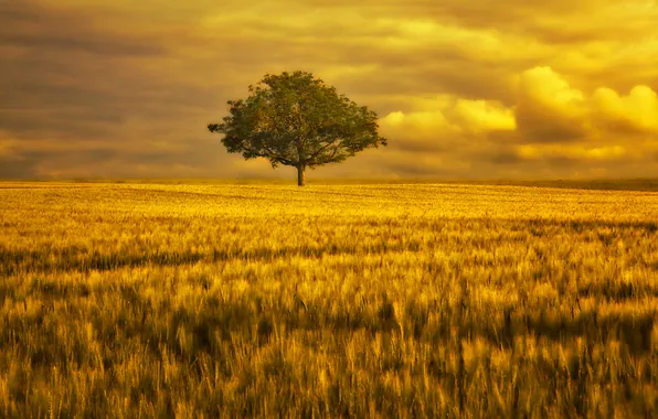 Field, the sky, trees, gold