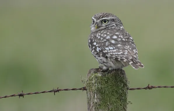 Picture owl, bird, post, barbed wire, owlet