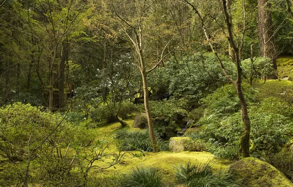 Picture greens, trees, stream, stones, garden, USA, the bushes, Oregon