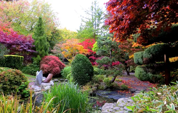 Picture trees, Park, England, Calderstones Park Liverpool