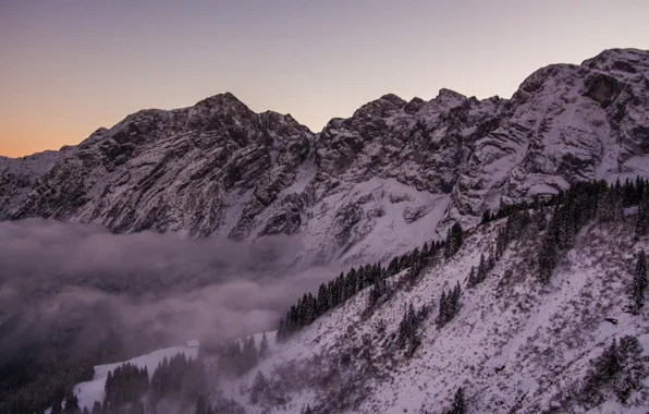 Picture trees, Germany, mountains, snow, mist, Rossfeld