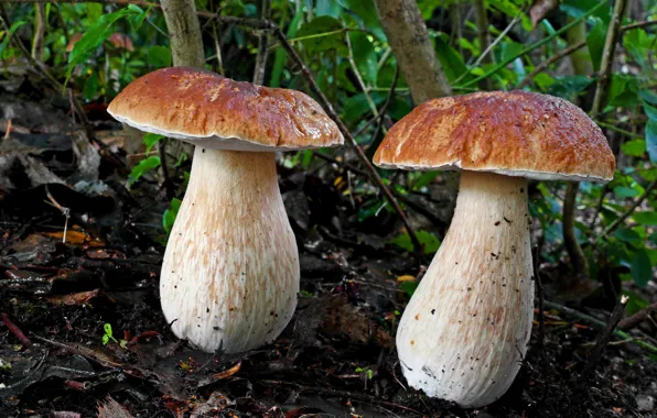 Mushrooms, hats, a couple