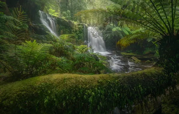 Picture forest, moss, Australia, waterfalls, fern, Australia, Tasmania, Tasmania