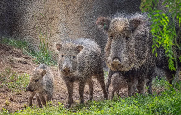 Family, hog, boars