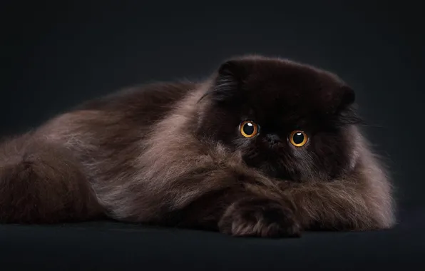 Cat, cat, look, pose, the dark background, black, portrait, fluffy