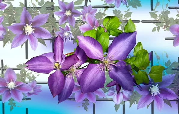 Graphics, flowers, clematis