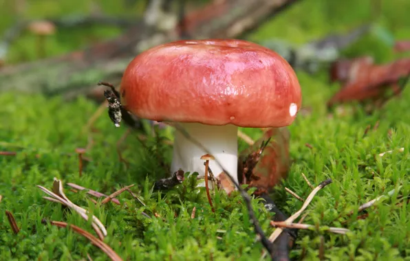 Forest, macro, nature, mushrooms, mushroom, plant, moss, walk