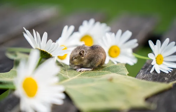 Flowers, Board, leaf, chamomile, mouse, mouse, bokeh, mouse
