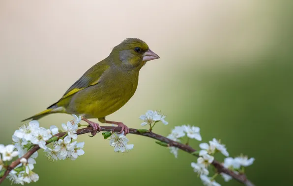 Flowers, branches, background, bird, flowering, Common zelenushka
