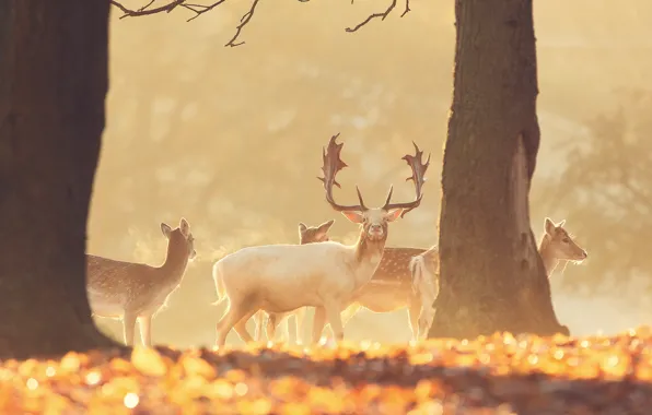 Picture forest, animals, nature, deer