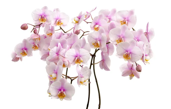 Stems, white background, Orchid, flowers